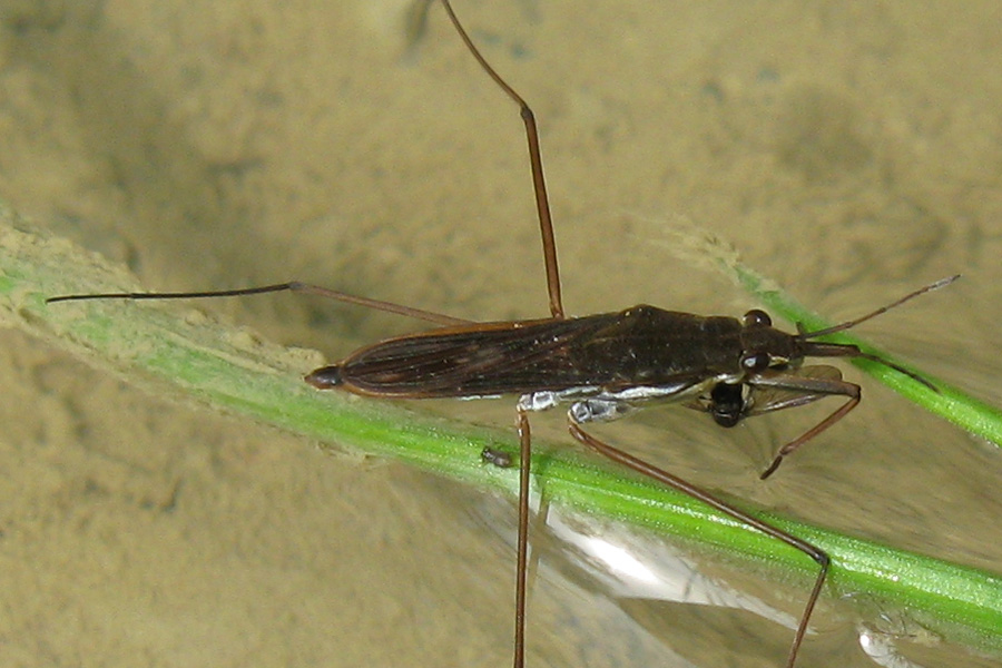 Gerridae